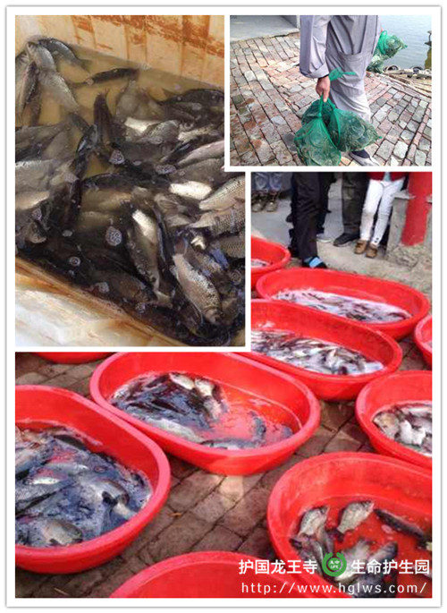 10放生物命.jpg